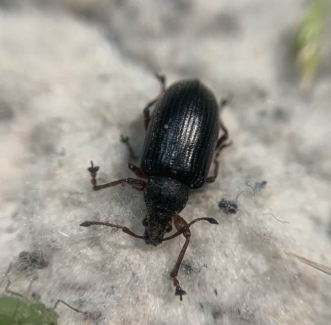 Phyllobius pyri - gyümölcsfa-levélormányos