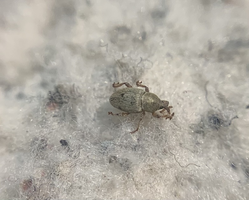 Tychius junceus - őszi tímárormányos
