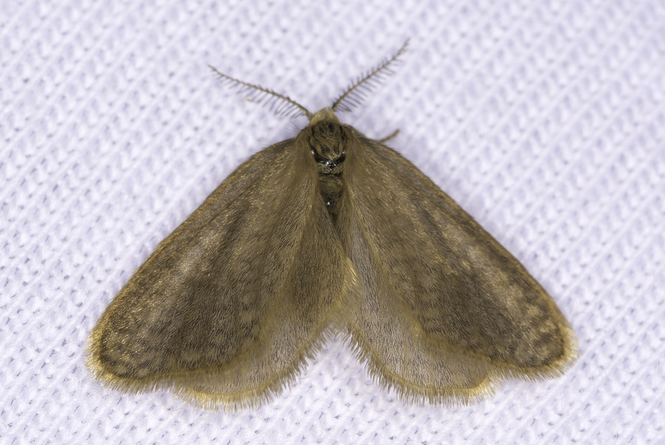 Bijugis bombycella - alkonyati zsákhordólepke