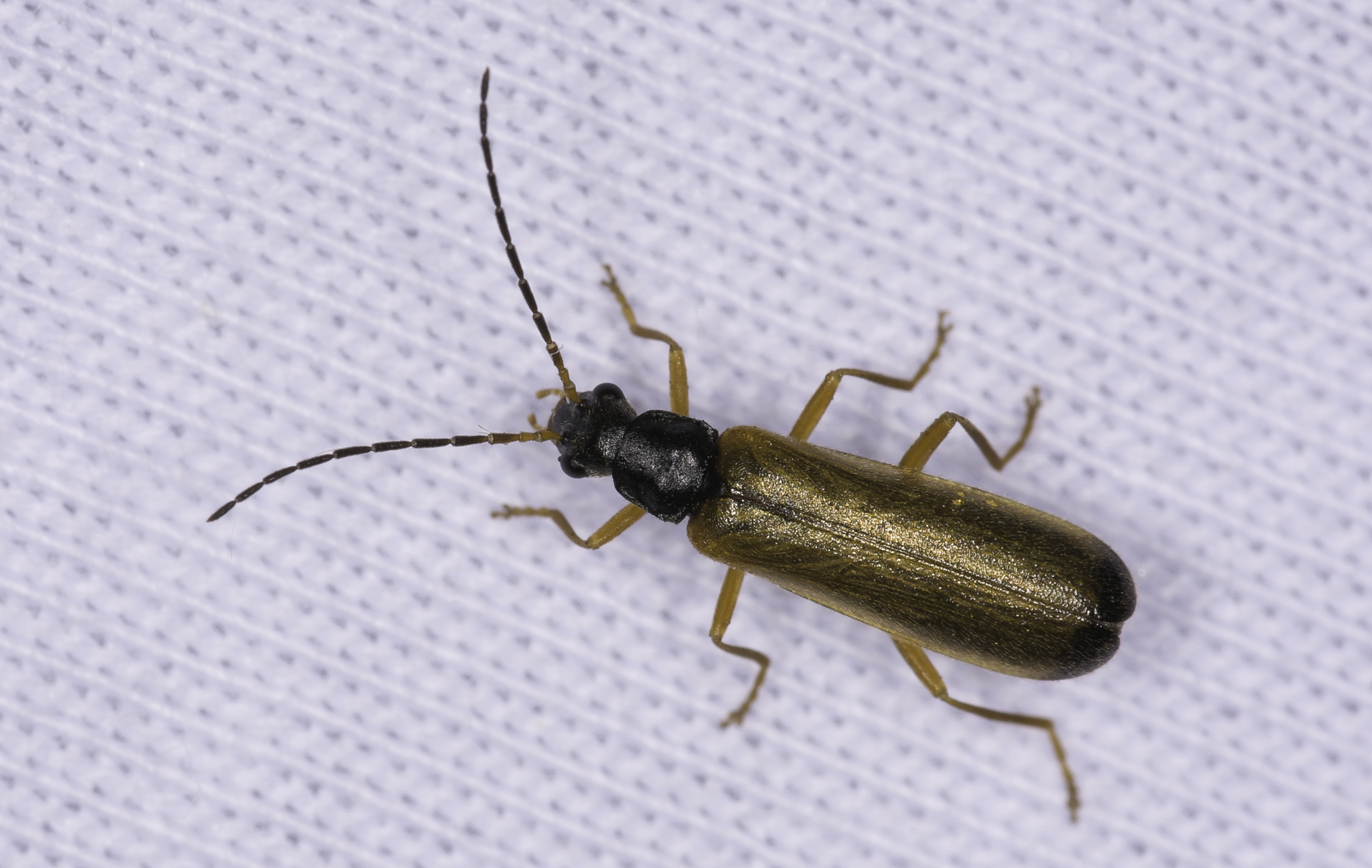 Rhagonycha lignosa - cserjés-lágybogár