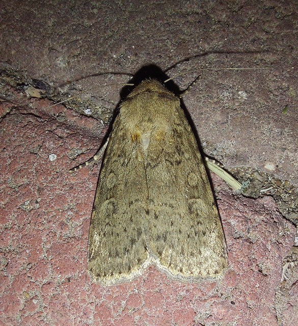 Rhyacia simulans - hamvas földibagoly
