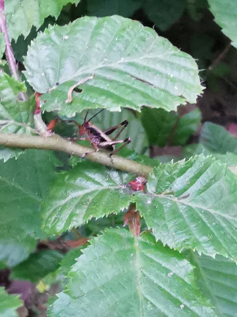 Pholidoptera griseoaptera - szürke avarszöcske