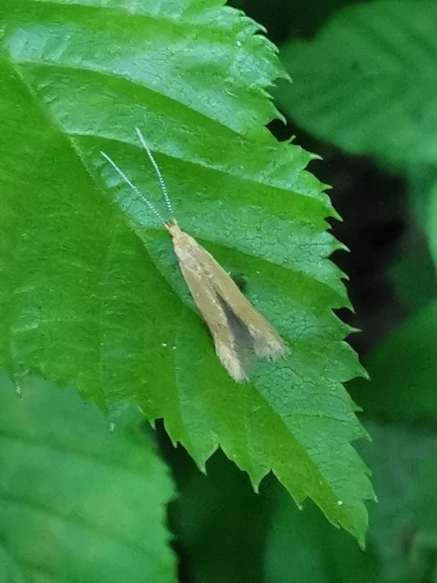 Coleophora