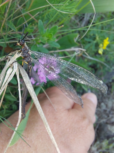 Myrmeleon