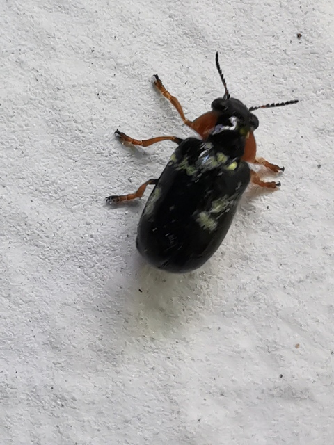 Smaragdina aurita - feketehátú zsáklevelész
