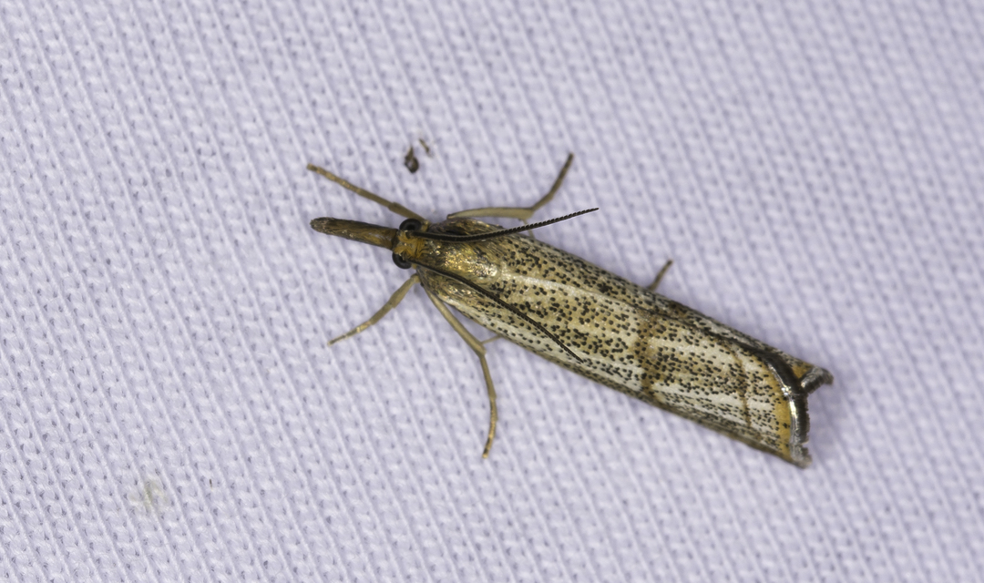 Thisanotia chrysonuchella - tavaszi fűgyökérmoly