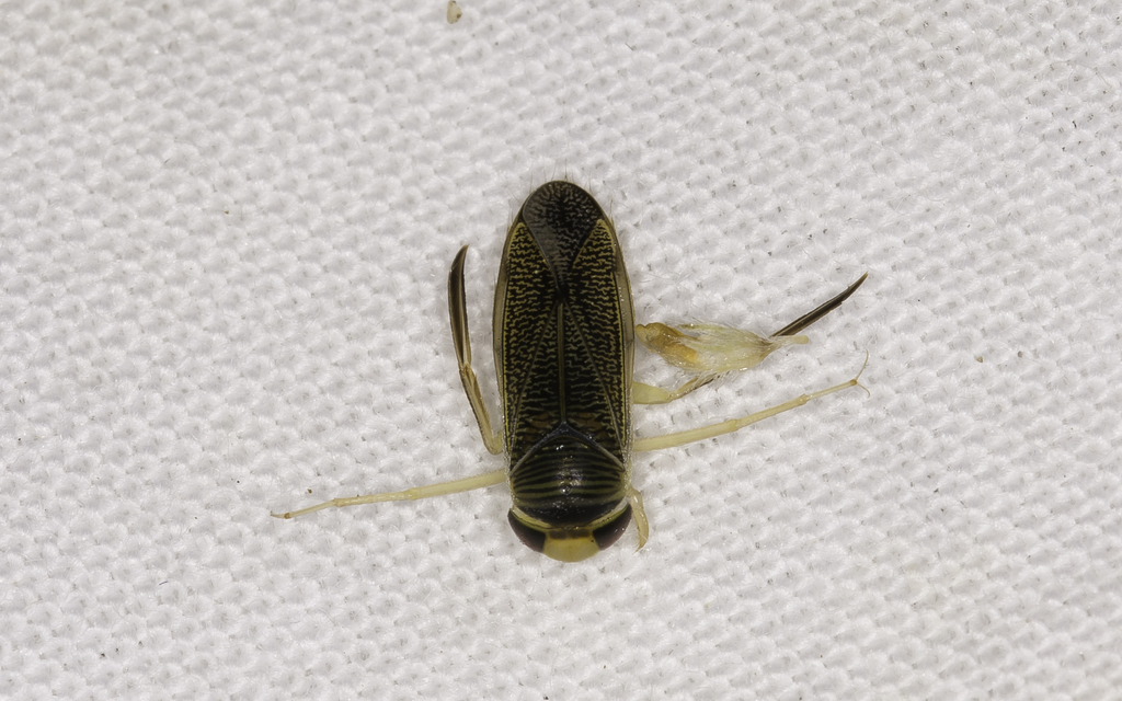 Corixidae - búvárpoloskák Corixidae - búvárpoloskák