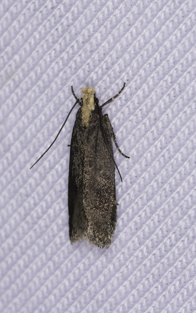 Aroga flavicomella - aranyfejű sarlósmoly
