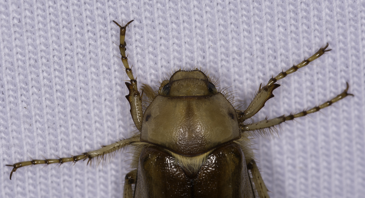 Rhizotrogus aestivus - tavaszvégi cserebogár