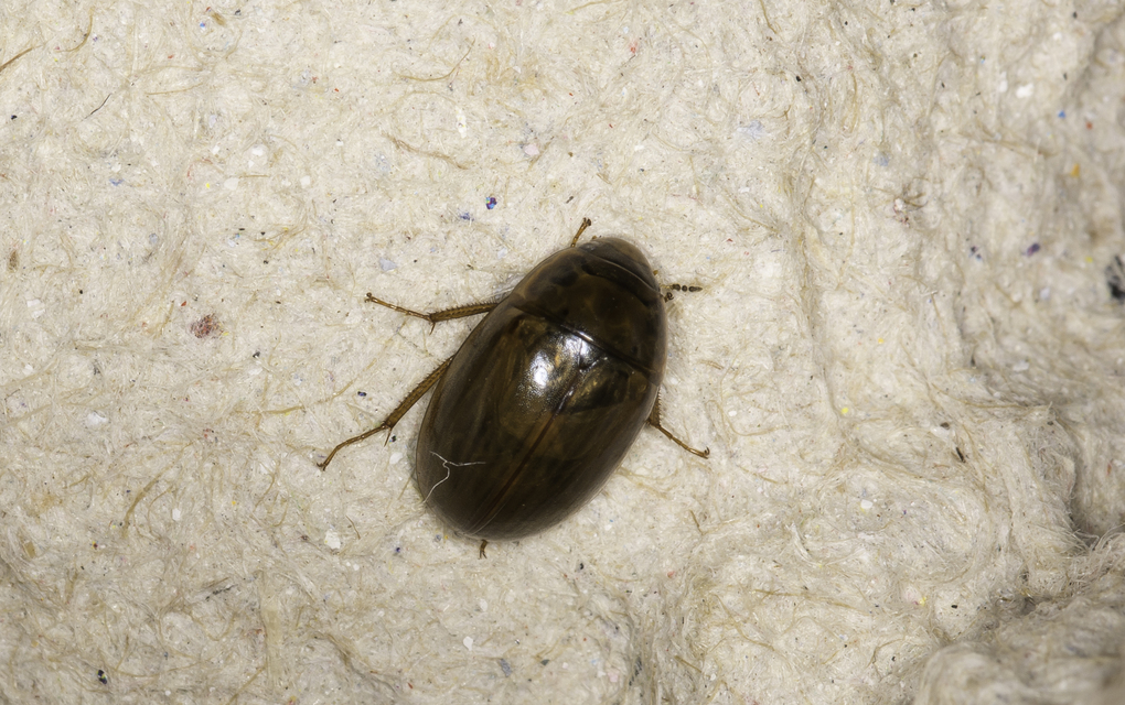 Enochrus