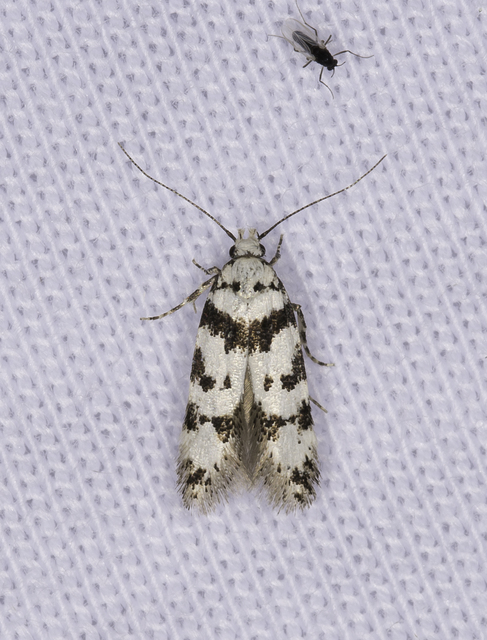 Pseudotelphusa scalella - moharágó sarlósmoly