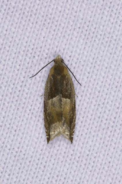 Ancylis mitterbacheriana - tölgysodró horgasmoly