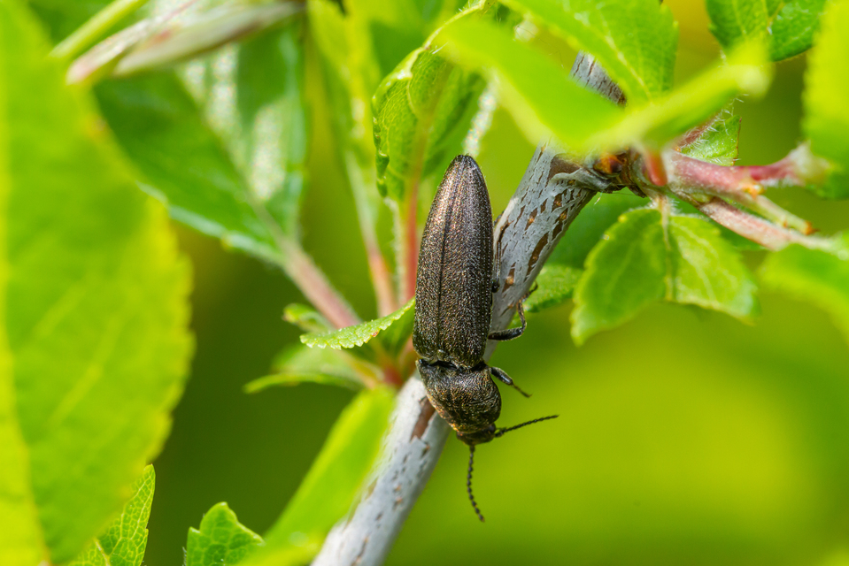 Cidnopus pilosus - szőrös pattanó