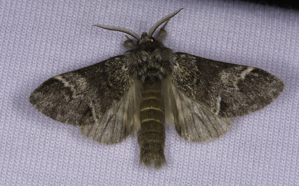 Drymonia dodonea - bélyeges púposszövő