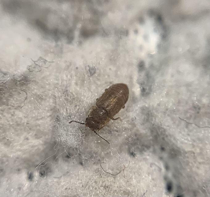 Metopsia similis - pajzsos sutaholyva