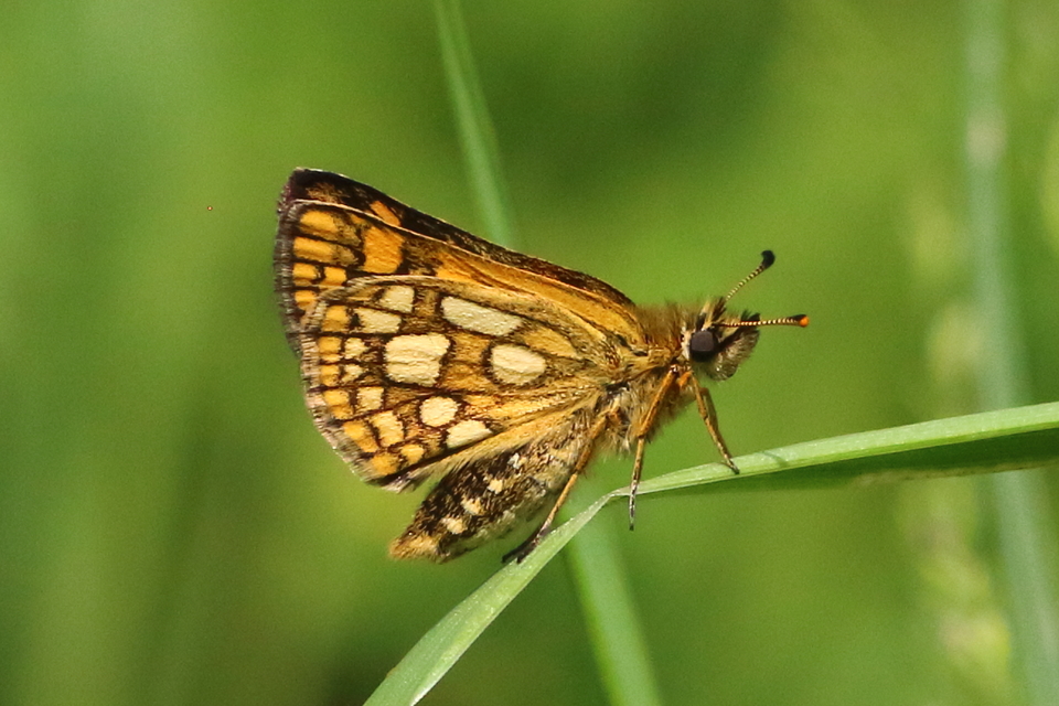 Carterocephalus palaemon - kockás busalepke
