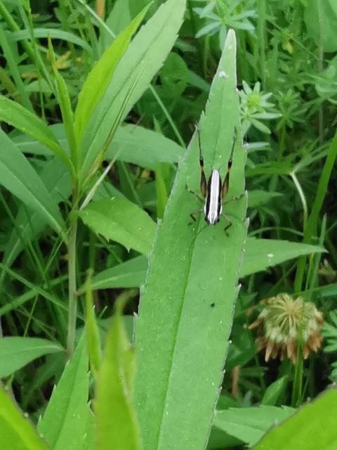 Pachytrachis gracilis - karcsú szöcske