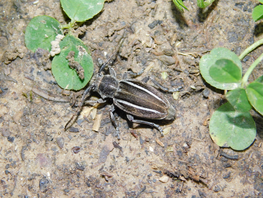 Neodorcadion bilineatum - kétsávos földicincér