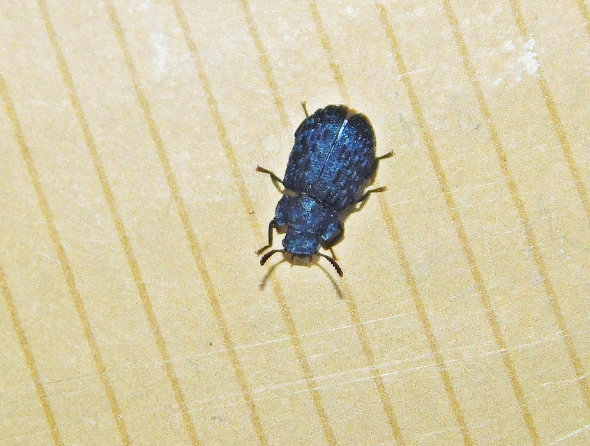 Bolitophagus interruptus Bolitophagus interruptus