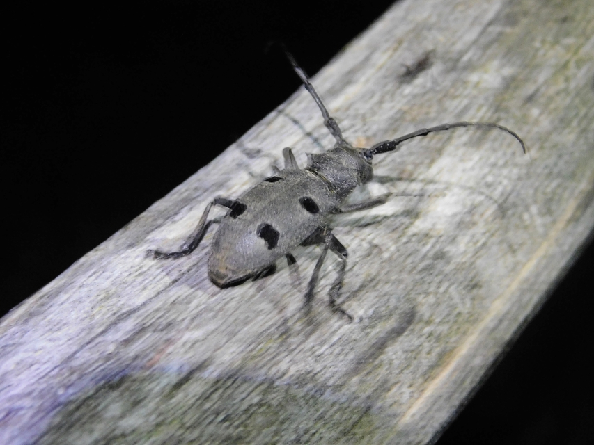 Morimus asper funereus - gyászcincér