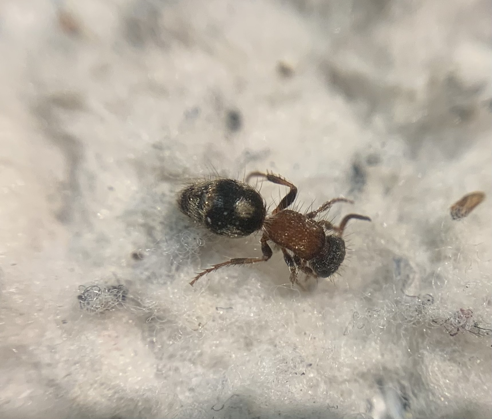 Smicromyrme sicanus - déli hangyadarázs