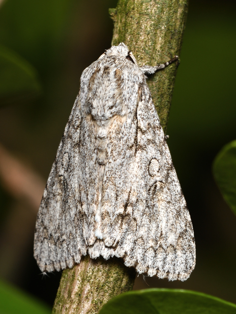 Acronicta aceris - vadgesztenye-szigonyosbagoly