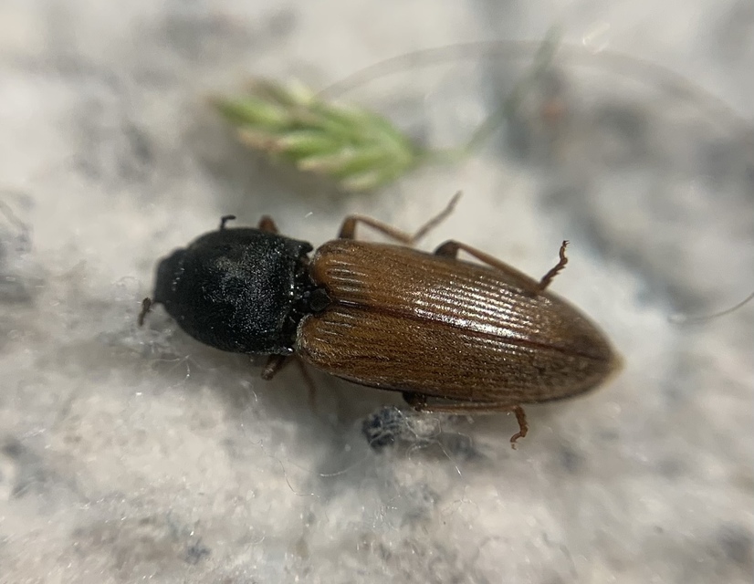 Dicronychus testaceus