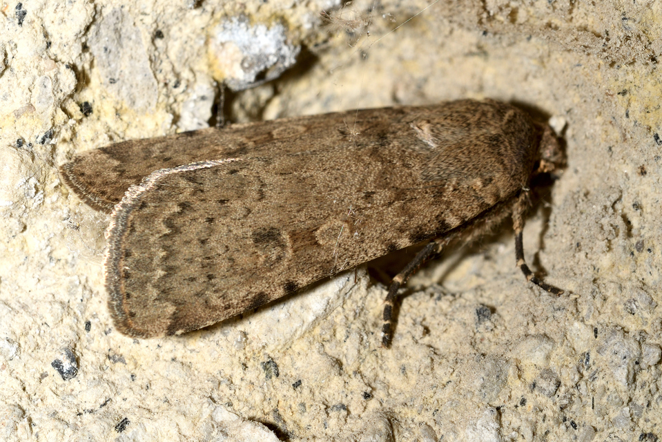 Rhyacia simulans - hamvas földibagoly