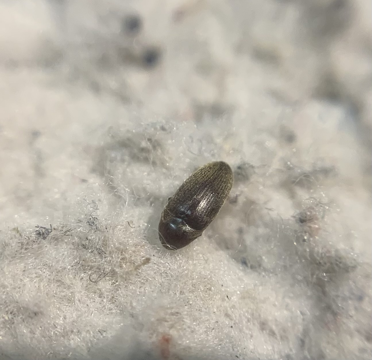Trixagus carinifrons