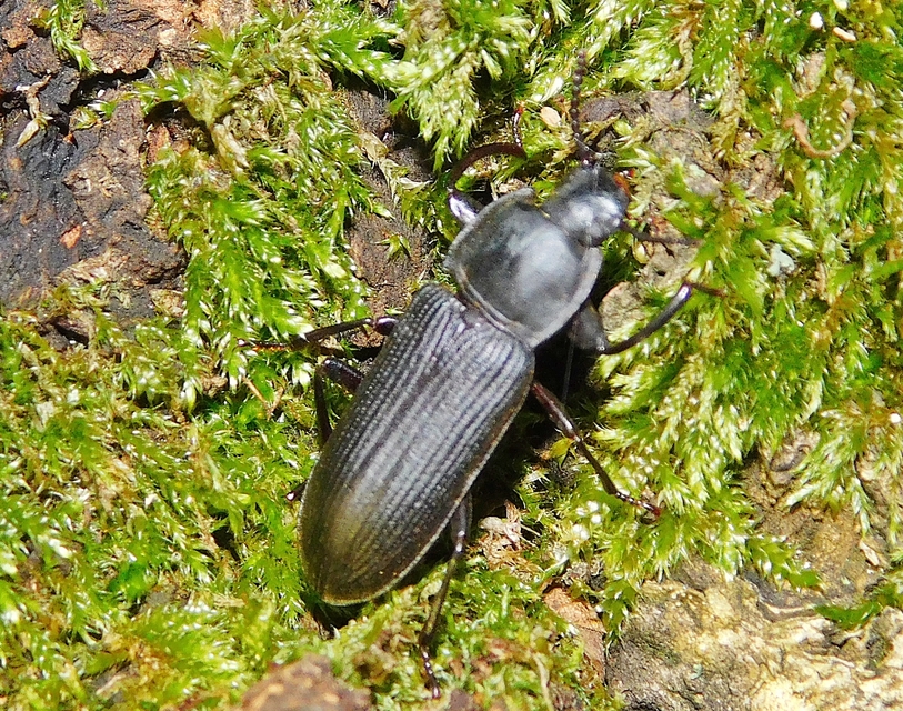 Tenebrio opacus - fogastorkú lisztbogár