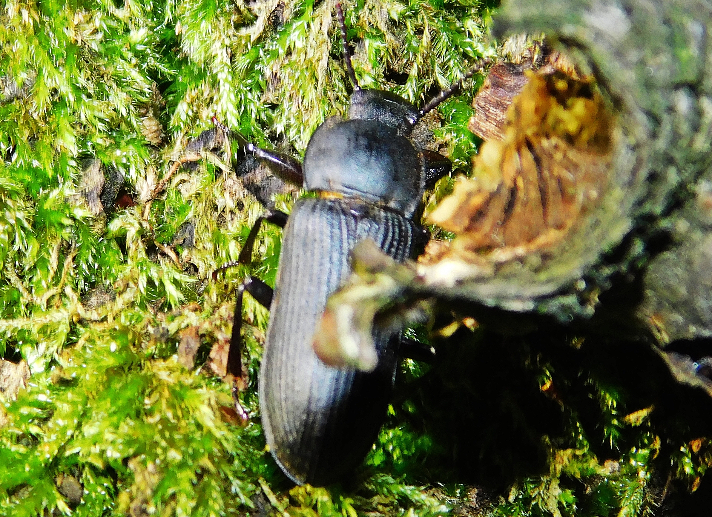 Tenebrio opacus - fogastorkú lisztbogár