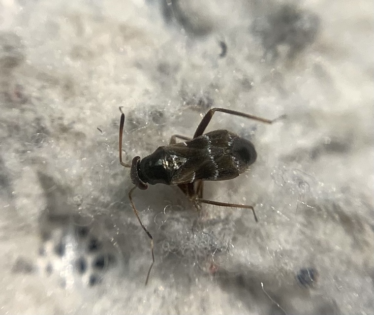 Pilophorus Pilophorus