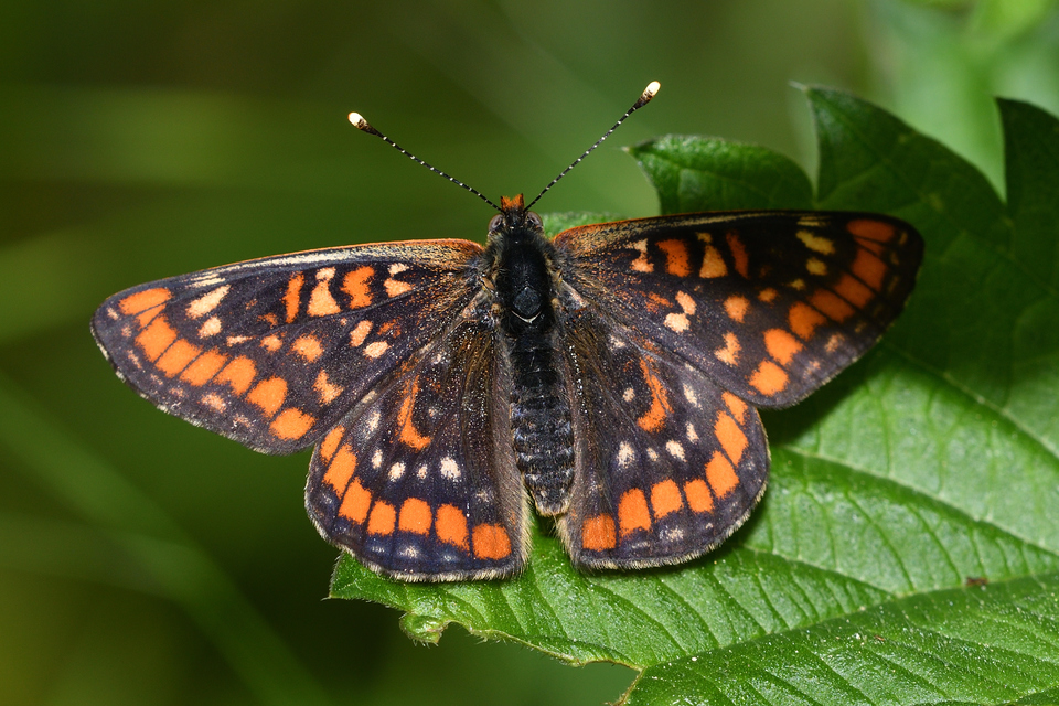 Euphydryas maturna - díszes tarkalepke
