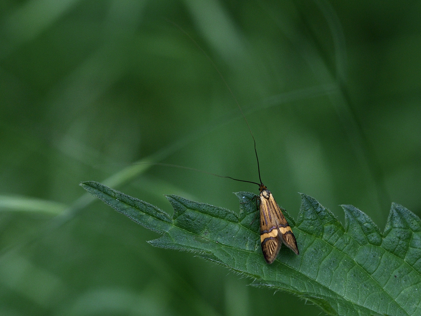 Nemophora degeerella - pompás tőrösmoly