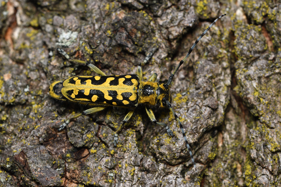Saperda scalaris - létracincér