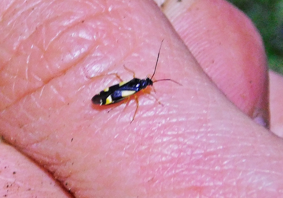 Dryophilocoris flavoquadrimaculatus - sárgafoltos mezeipoloska