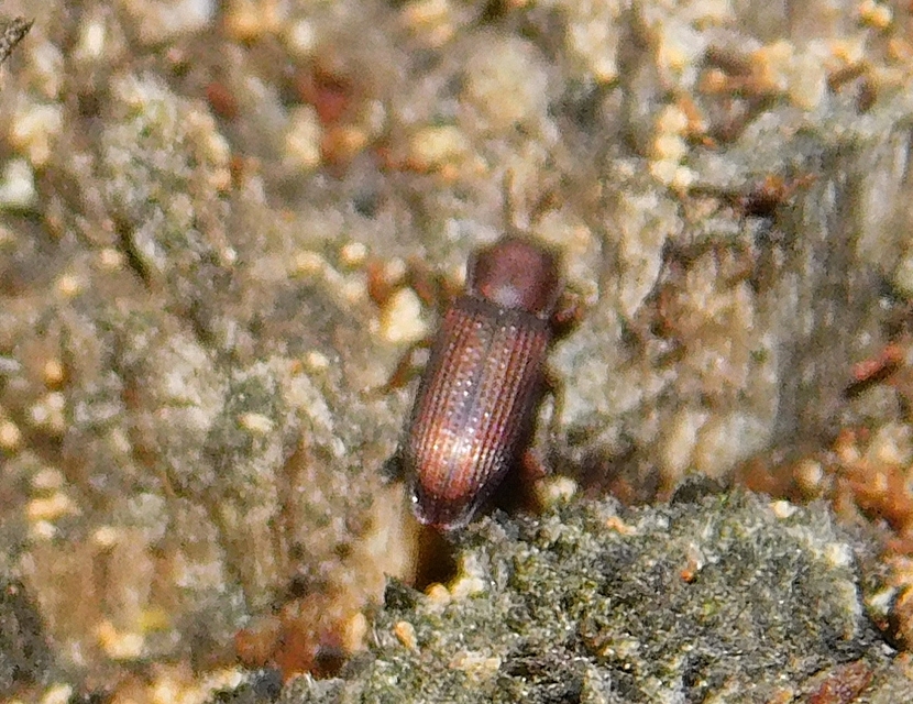 Pycnomerus terebrans - bordás héjbogár