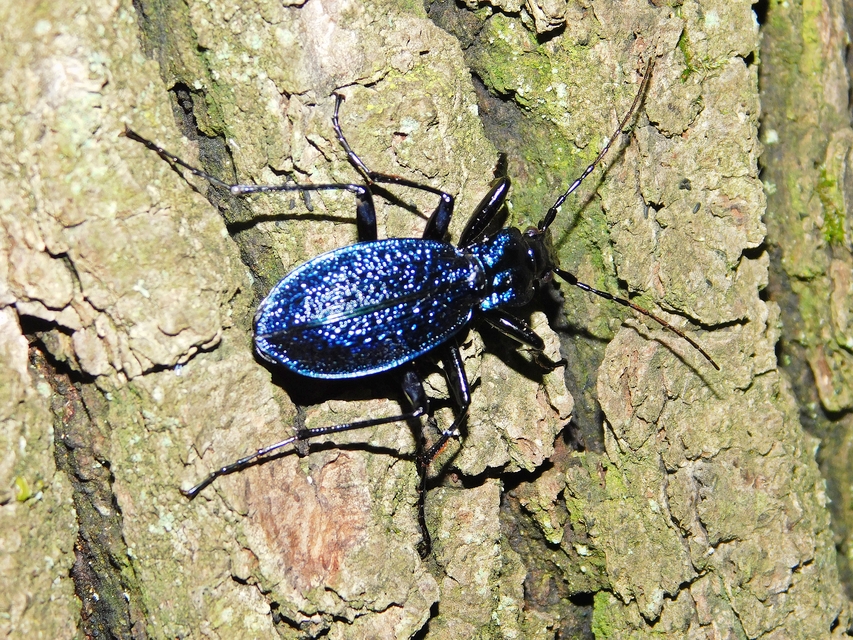 Carabus intricatus - kék laposfutrinka Carabus intricatus - kék laposfutrinka