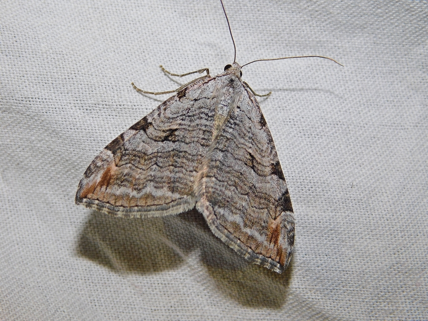 Aplocera efformata/plagiata