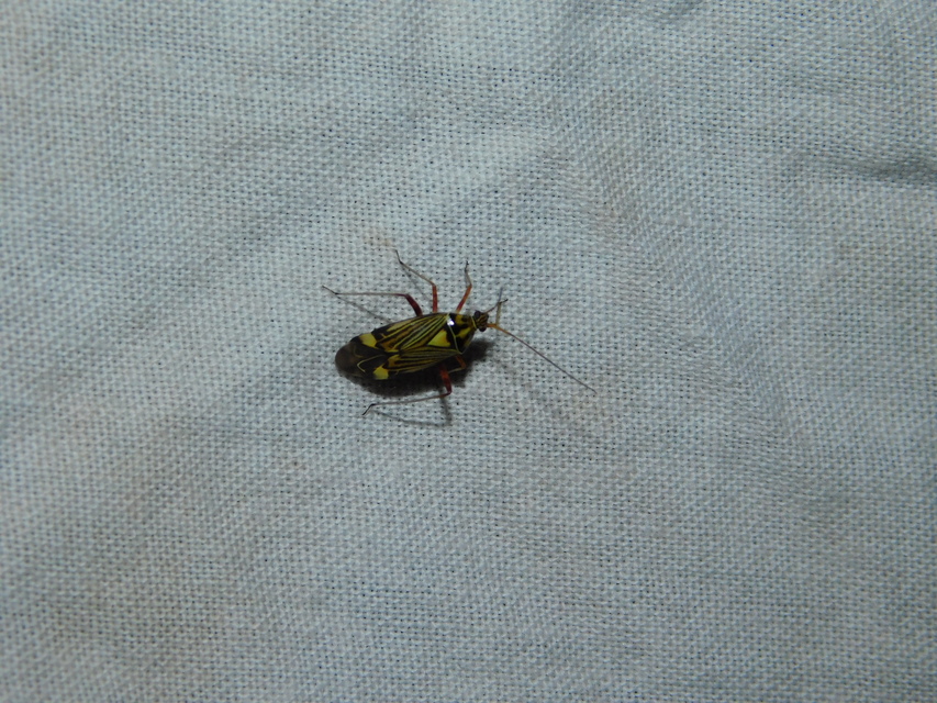 Rhabdomiris striatellus - zebra-mezeipoloska