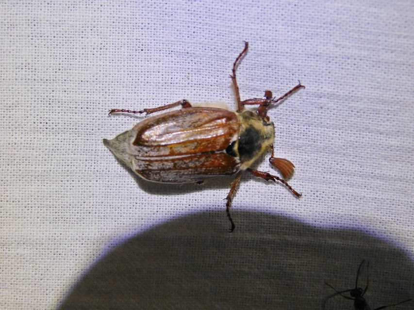 Melolontha pectoralis - hamvas cserebogár
