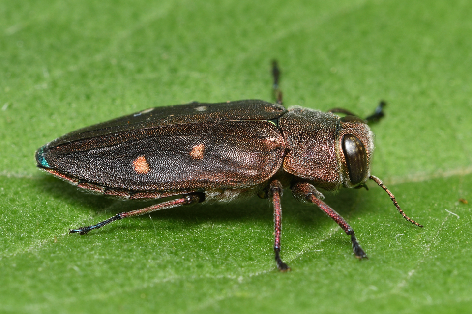 Chrysobothris affinis - aranypettyes díszbogár