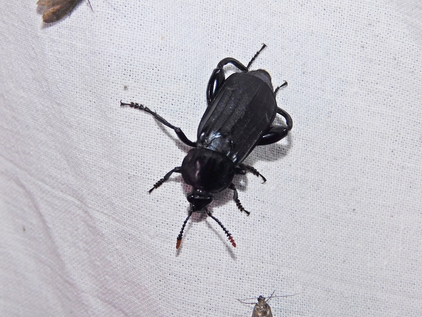 Necrodes littoralis - nagy dögbogár
