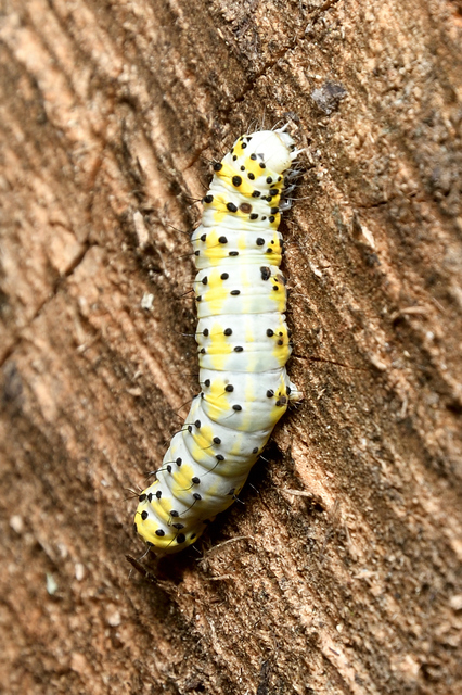 Diloba caeruleocephala - őszi kékesbagoly
