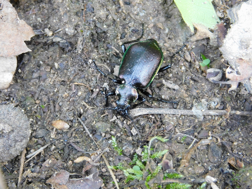 Calosoma inquisitor - kis bábrabló