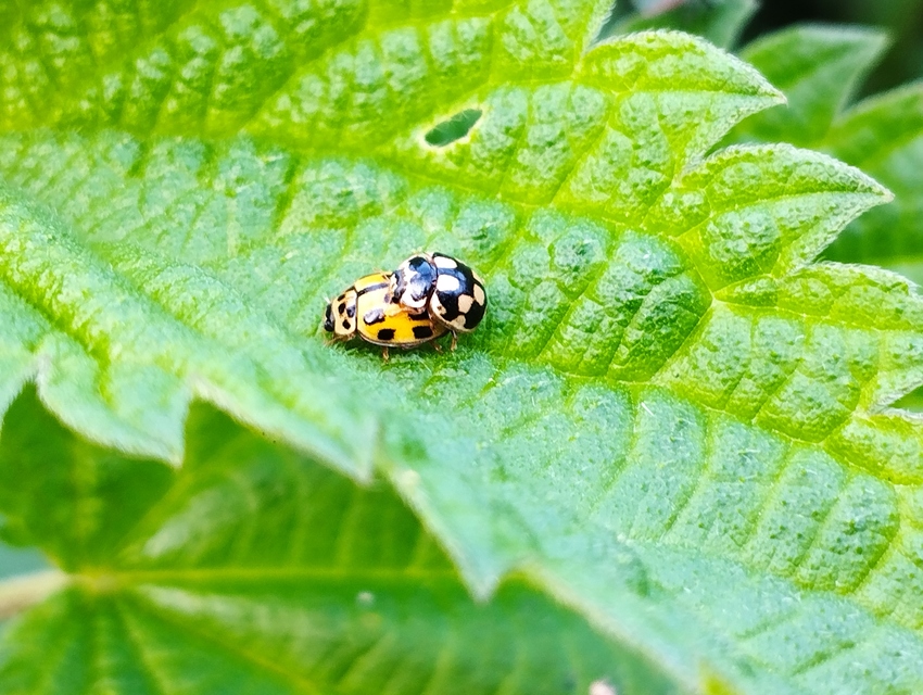 Propylea quatuordecimpunctata - tizennégypettyes füsskata