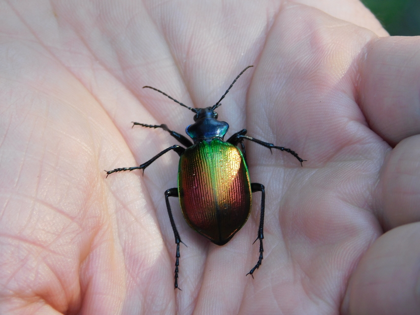 Calosoma sycophanta - aranyos bábrabló