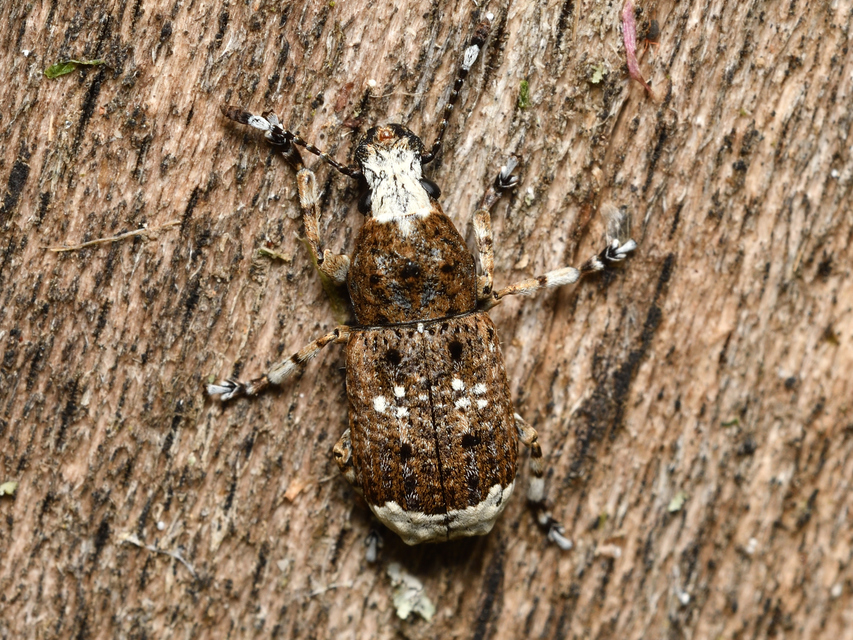 Platystomos albinus - nagybajuszú orrosbogár