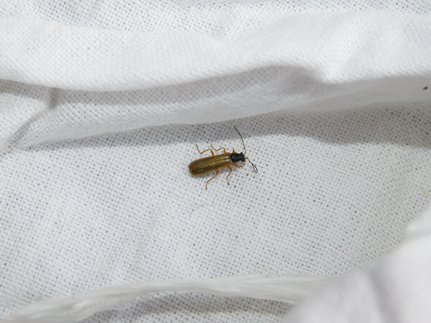 Rhagonycha lignosa - cserjés-lágybogár