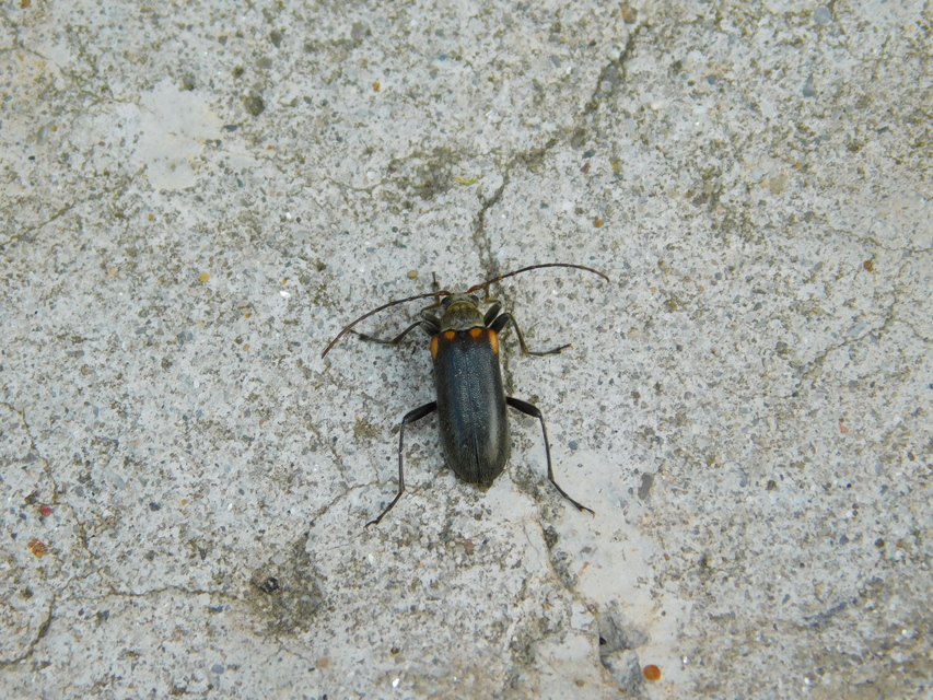 Cortodera humeralis - négyfoltos cserjecincér